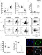 CD11c Antibody in Flow Cytometry (Flow)
