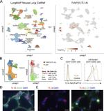 TL1A Antibody in Flow Cytometry (Flow)