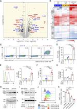 IRF4 Antibody in Flow Cytometry (Flow)