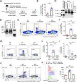 IRF4 Antibody in Flow Cytometry (Flow)