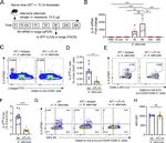 IRF4 Antibody in Flow Cytometry (Flow)