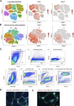 TL1A Antibody in Flow Cytometry (Flow)