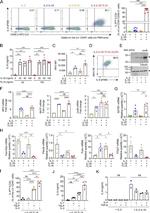 IRF4 Antibody in Flow Cytometry (Flow)