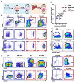 CD19 Antibody in Flow Cytometry (Flow)