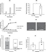 CD11b Antibody in Flow Cytometry (Flow)