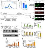 CD14 Monoclonal Antibody (Sa2-8), Biotin, eBioscience™