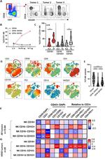 CD56 (NCAM) Antibody in Flow Cytometry (Flow)