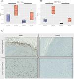 CD8a Antibody in Immunohistochemistry (IHC)