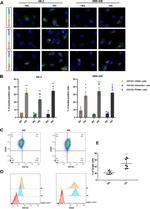 CD24 Antibody in Flow Cytometry (Flow)