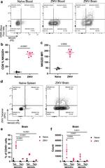 CD25 Antibody in Flow Cytometry (Flow)