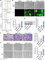 CD90.1 (Thy-1.1) Antibody in Flow Cytometry (Flow)
