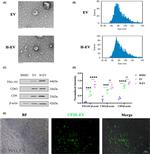 CD63 Antibody in Western Blot (WB)