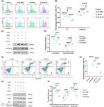S100A10 Antibody in Flow Cytometry (Flow)