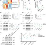 beta Actin Antibody in Western Blot (WB)