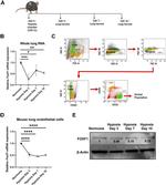 CD31 (PECAM-1) Antibody in Flow Cytometry (Flow)