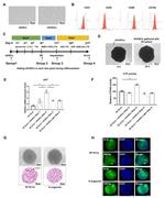 CD90 (Thy-1) Antibody in Flow Cytometry (Flow)