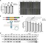 CD31 (PECAM-1) Antibody in Western Blot (WB)
