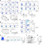 CD34 Antibody in Flow Cytometry (Flow)