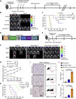 CD34 Antibody in Flow Cytometry (Flow)
