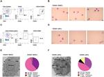 CD90 (Thy-1) Antibody in Flow Cytometry (Flow)