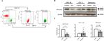 TID1 Antibody in Western Blot (WB)