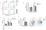 CD267 (TACI) Antibody in Flow Cytometry (Flow)