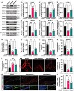 LYVE1 Antibody in Western Blot (WB)