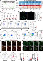 LYVE1 Antibody in Flow Cytometry (Flow)