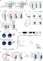 FOXP3 Antibody in Flow Cytometry (Flow)