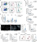 CD45R (B220) Antibody in Flow Cytometry (Flow)