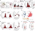CD45R (B220) Antibody in Flow Cytometry (Flow)