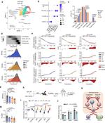 CD45.1 Antibody in Flow Cytometry (Flow)