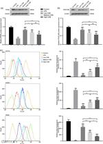 CD54 (ICAM-1) Antibody in Flow Cytometry (Flow)
