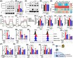 CD69 Antibody in Flow Cytometry (Flow)