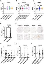 CD71 (Transferrin Receptor) Antibody in Immunohistochemistry (IHC)