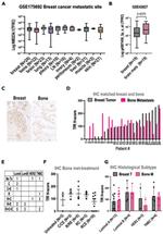 CD71 (Transferrin Receptor) Antibody in Immunohistochemistry (IHC)