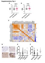 CD71 (Transferrin Receptor) Antibody in Immunohistochemistry (IHC)