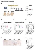 CD71 (Transferrin Receptor) Antibody in Immunohistochemistry (IHC)