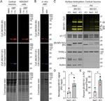CD71 (Transferrin Receptor) Antibody in Western Blot (WB)