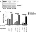 CD71 (Transferrin Receptor) Antibody in Flow Cytometry (Flow)