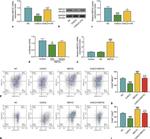 CD80 (B7-1) Antibody in Flow Cytometry (Flow)