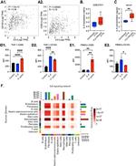 CD80 (B7-1) Antibody in Flow Cytometry (Flow)