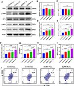 CD86 (B7-2) Antibody in Flow Cytometry (Flow)