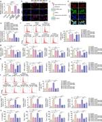 CD86 (B7-2) Antibody in Flow Cytometry (Flow)
