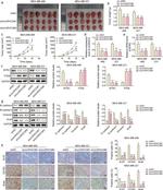 SNAIL Antibody in Immunohistochemistry (IHC)