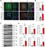 CD115 (c-fms) Antibody in Western Blot (WB)