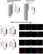 CD115 (c-fms) Antibody in Immunohistochemistry (IHC)