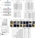 Phospho-IRF3 (Ser396) Antibody in Western Blot (WB)