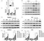 CD127 Antibody in Western Blot (WB)