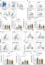 CD135 (Flt3) Monoclonal Antibody (A2F10), Biotin, eBioscience™